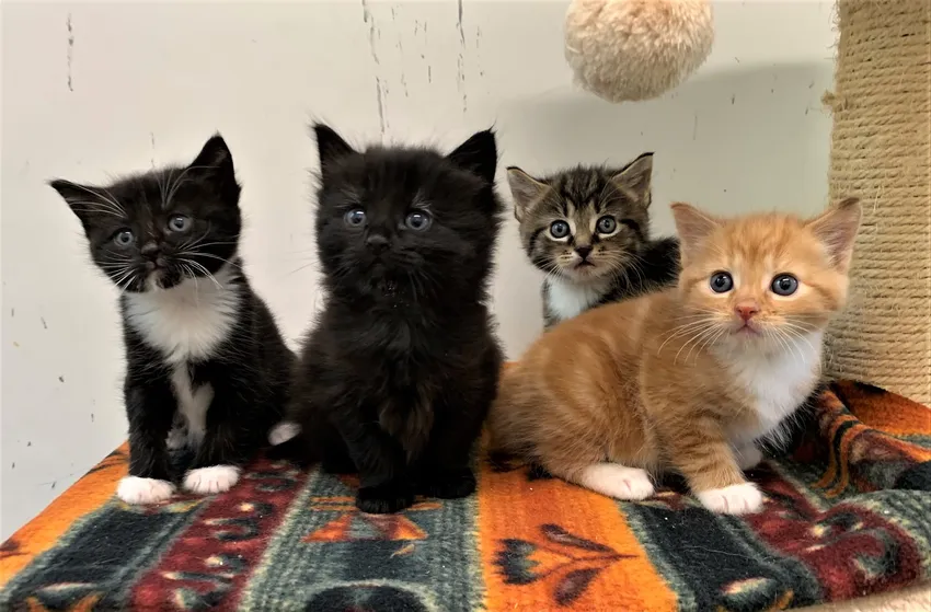 Give Unwanted Dogs and Cats a Second Chance